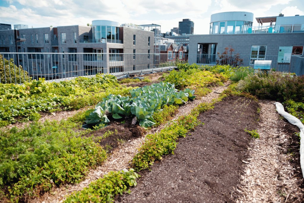 Urban Farming with Rooftop Greenhouses: A Path to Sustainable Food Security